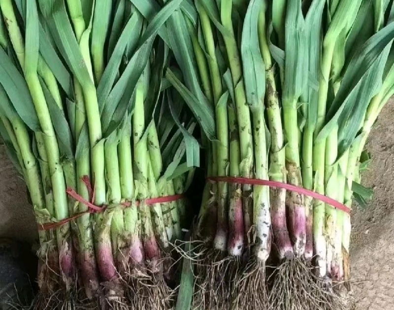 优选【红根蒜苗】产地看货支持视频看货货源充足欢迎来电
