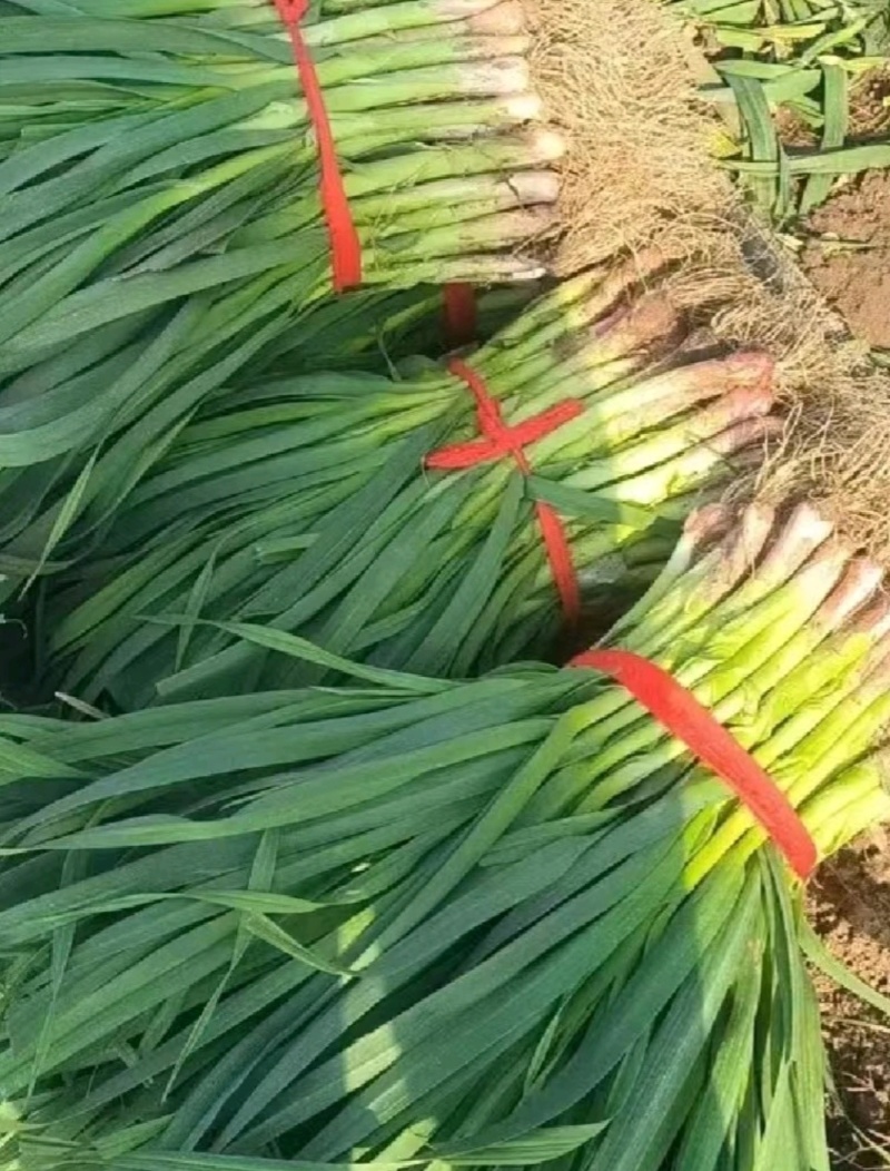 优选【红根蒜苗】产地看货支持视频看货货源充足欢迎来电