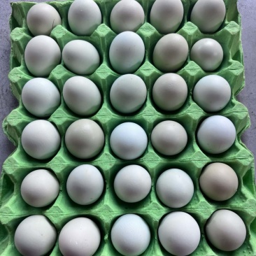 精品土鸡蛋，绿壳蛋批发