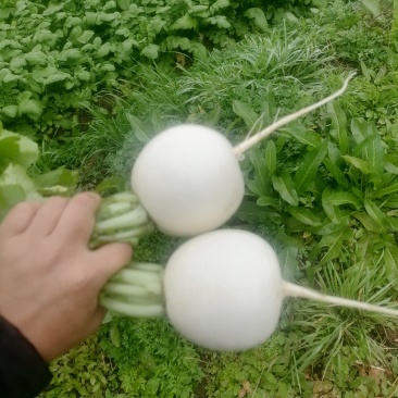 遂宁安居圆白萝卜，可洗可泥