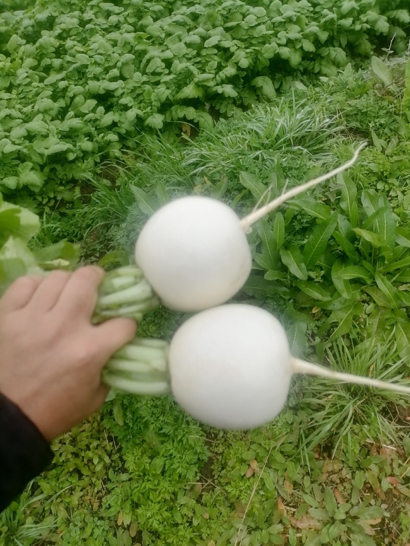 遂宁安居圆白萝卜，可洗可泥