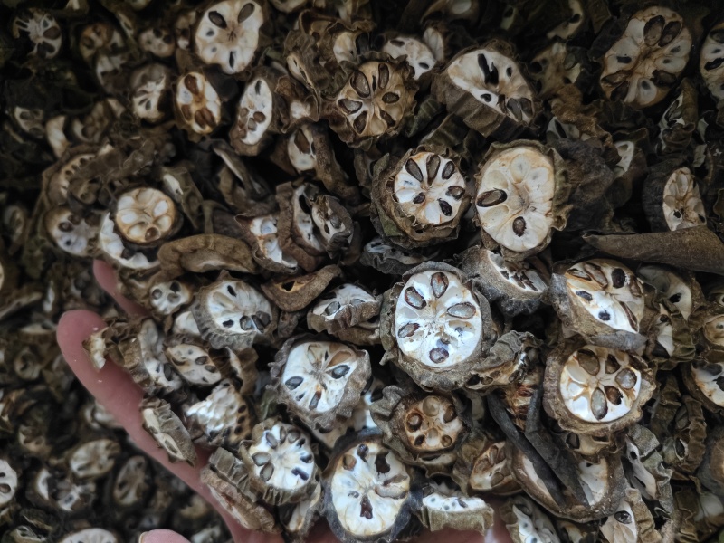 预知子精选预知子切片批发零售量大优惠