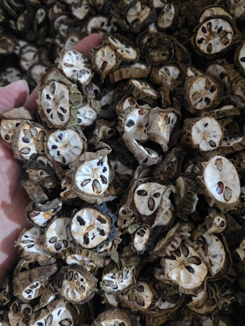 预知子精选预知子切片批发零售量大优惠