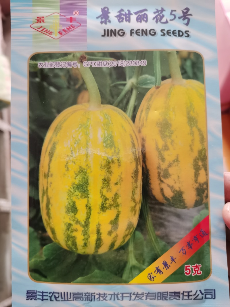 景甜花丽5号景甜花衣甜花衣景丰系列甜瓜种子
