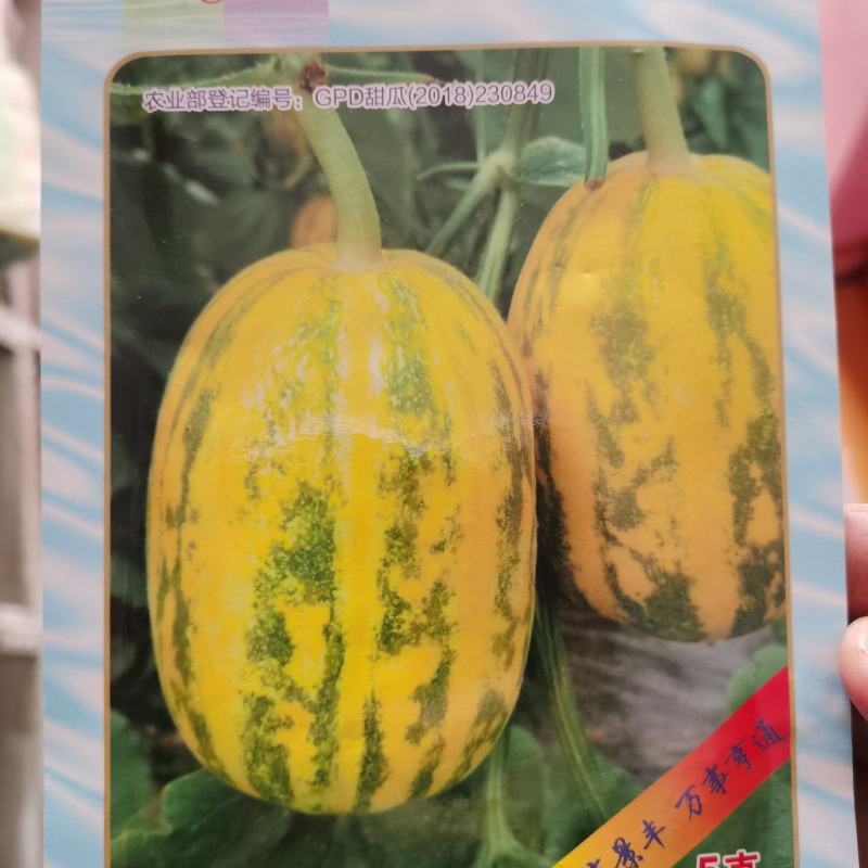 景甜花丽5号景甜花衣甜花衣景丰系列甜瓜种子