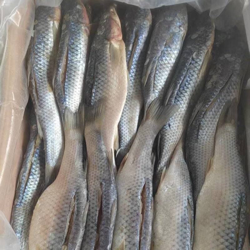 大咸鱼咸梭鱼渤海梭鱼鲜活腌制冬季带鱼肠子咸鱼