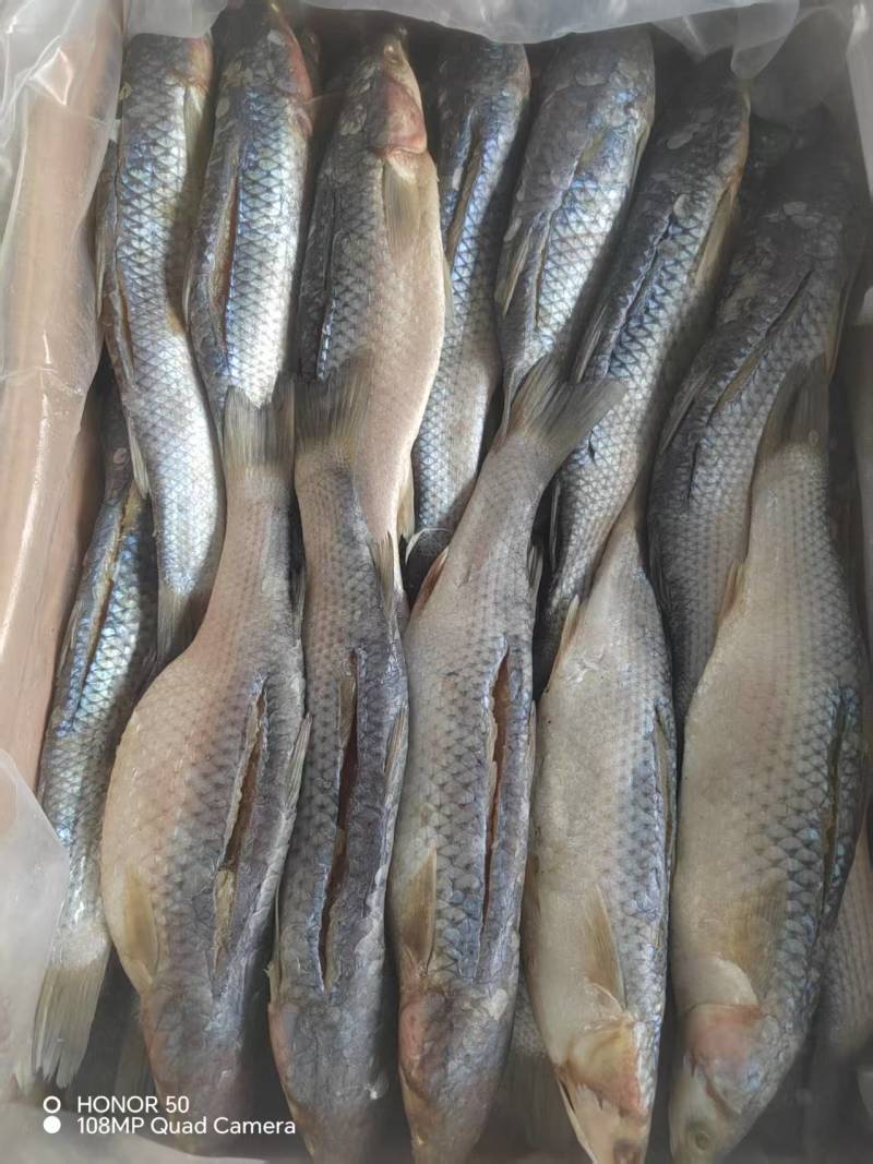 大咸鱼咸梭鱼渤海梭鱼鲜活腌制冬季带鱼肠子咸鱼
