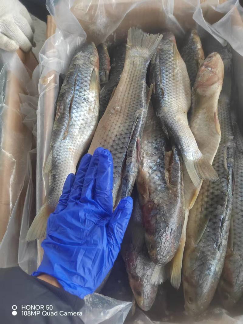 大咸鱼咸梭鱼渤海梭鱼鲜活腌制冬季带鱼肠子咸鱼