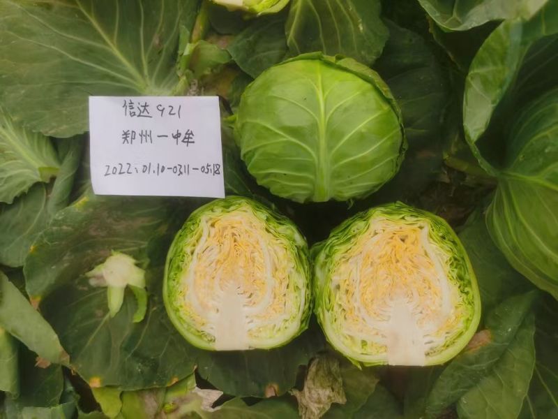 乐秋暄甘蓝华耐春秋绿耐热甘蓝种子亮绿球丰产品质
