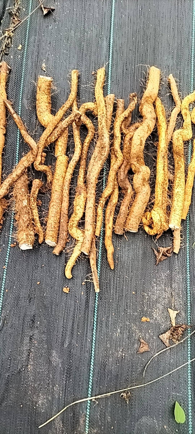广西仿野生灵芝山药百亩种植（约十万斤）量大从优可视频