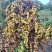 广西仿野生灵芝山药百亩种植（约十万斤）量大从优可视频
