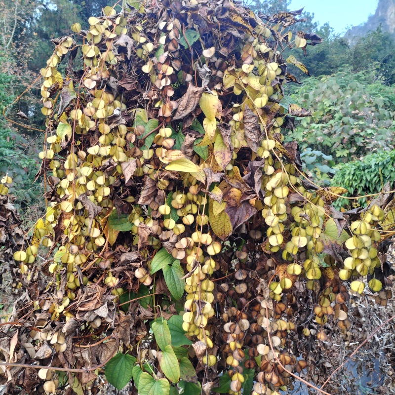 广西仿野生灵芝山药百亩种植（约十万斤）量大从优可视频