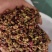 新货青红大红袍花椒香麻味特别好都能闻到香味产地直发