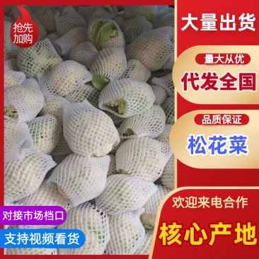 松花菜大量上市，价格从优，质量好，价格低品质有保证