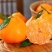春见耙耙柑大量上市，产地直出口感甜品质保障
