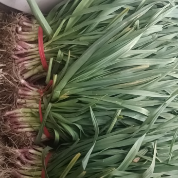 红根蒜苗