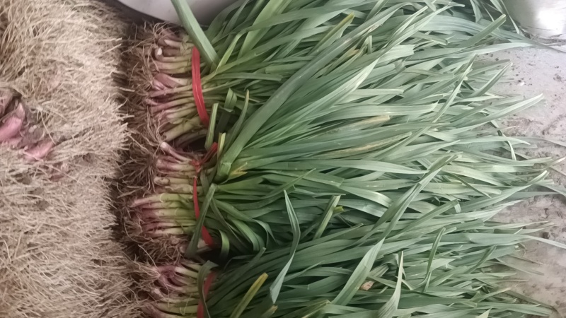 红根蒜苗