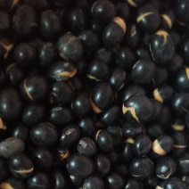 批发零售低温烘焙熟黑豆青/黄仁黑豆粉专用五谷养生原料