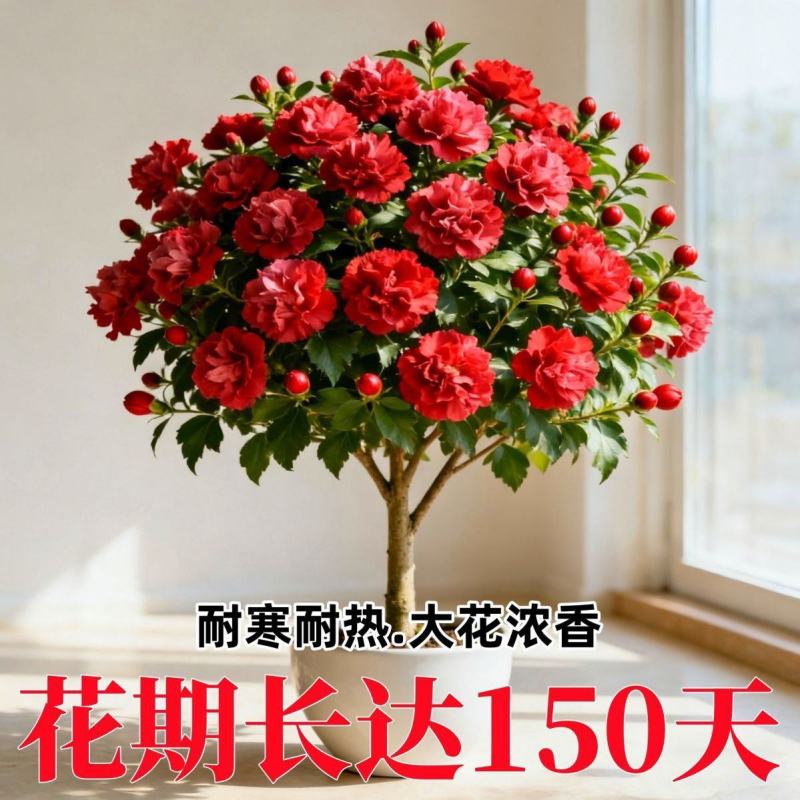 新品重瓣木槿树苗盆栽地栽耐寒耐热大花浓香四季阳台庭院种植