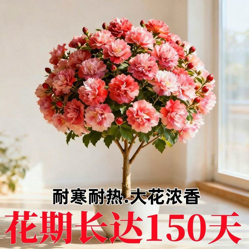 新品重瓣木槿树苗盆栽地栽耐寒耐热大花浓香四季阳台庭院种植