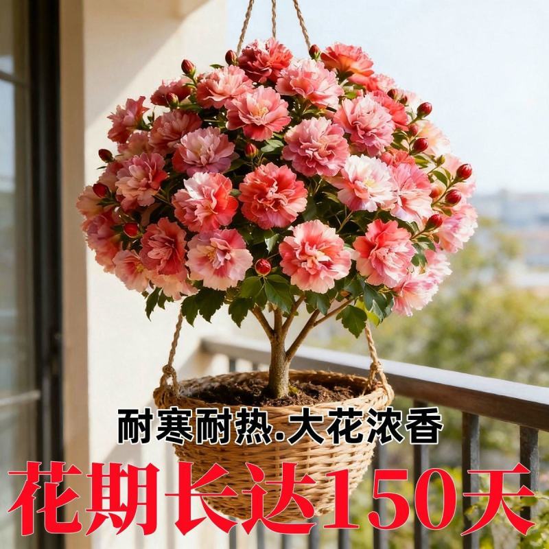 新品重瓣木槿树苗盆栽地栽耐寒耐热大花浓香四季阳台庭院种植