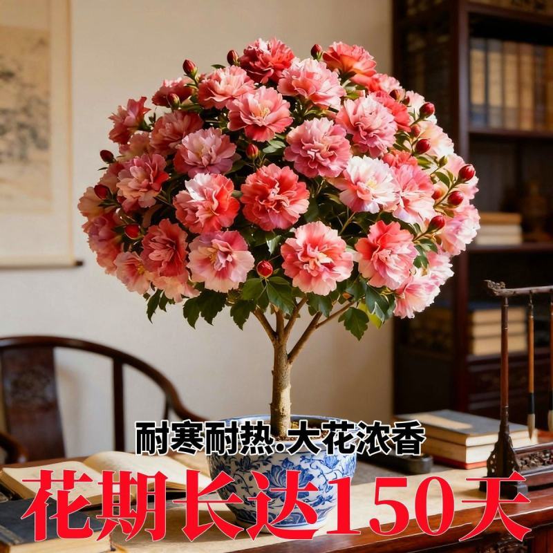新品重瓣木槿树苗盆栽地栽耐寒耐热大花浓香四季阳台庭院种植