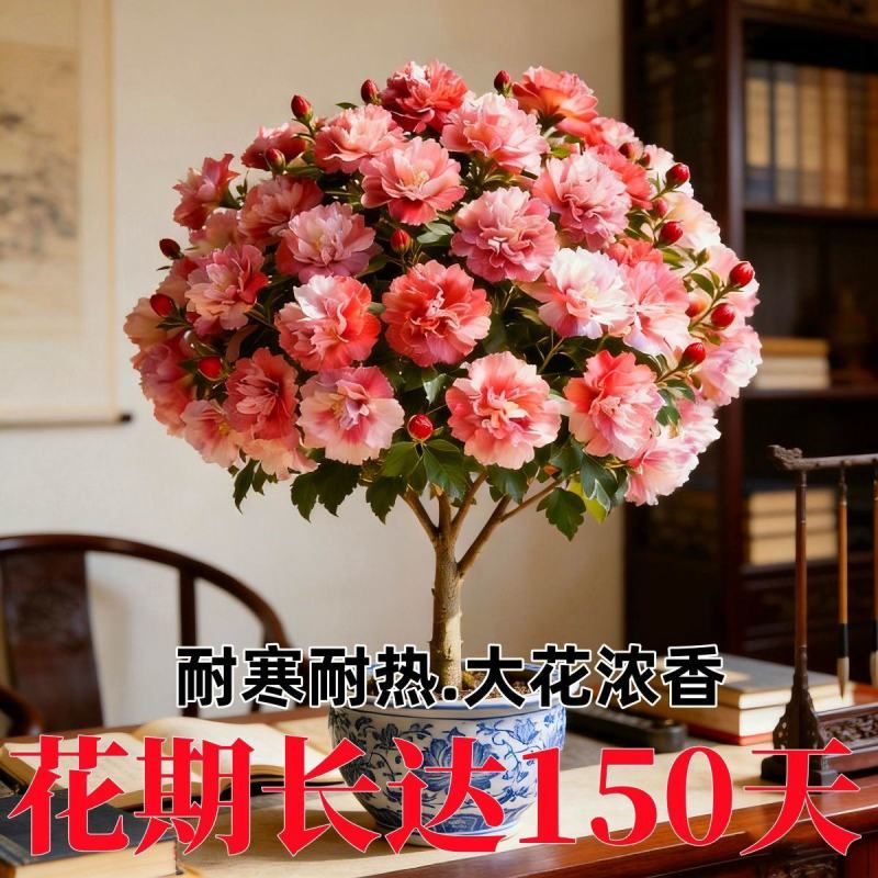 新品重瓣木槿树苗盆栽地栽耐寒耐热大花浓香四季阳台庭院种植