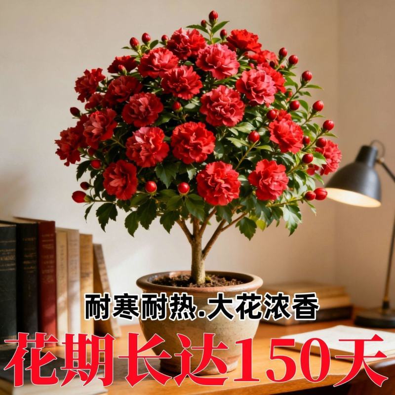 新品重瓣木槿树苗盆栽地栽耐寒耐热大花浓香四季阳台庭院种植