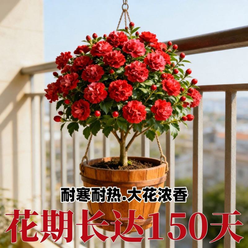 新品重瓣木槿树苗盆栽地栽耐寒耐热大花浓香四季阳台庭院种植