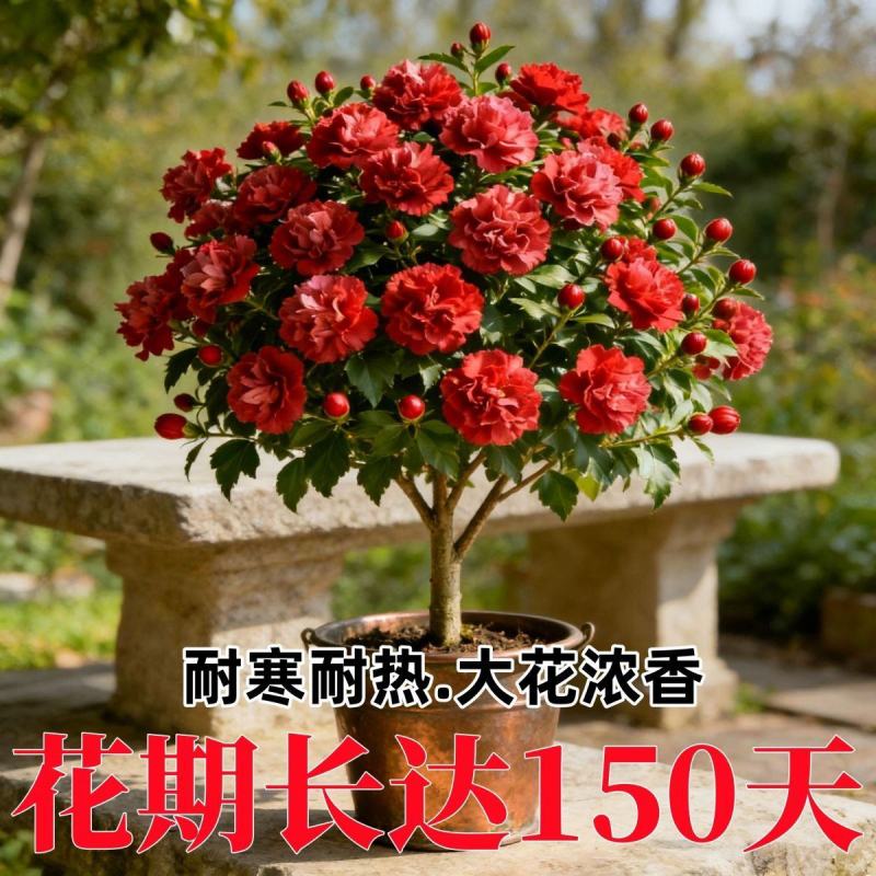 新品重瓣木槿树苗盆栽地栽耐寒耐热大花浓香四季阳台庭院种植