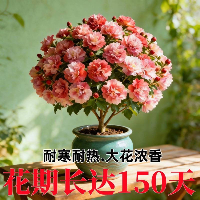 新品重瓣木槿树苗盆栽地栽耐寒耐热大花浓香四季阳台庭院种植
