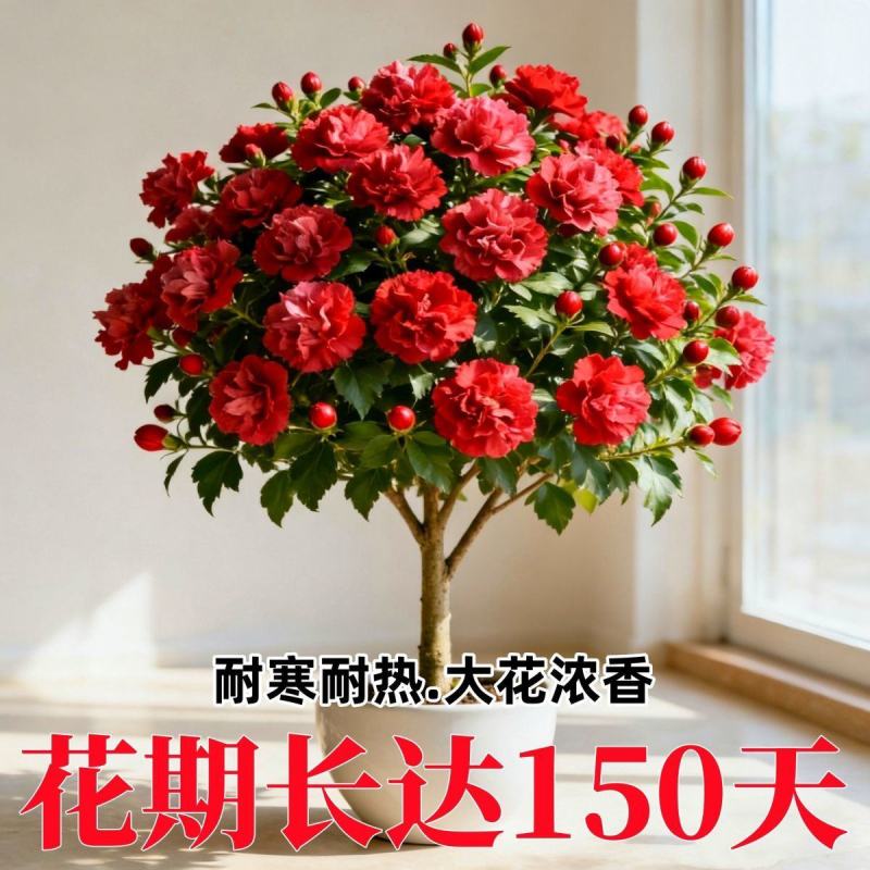 新品重瓣木槿树苗盆栽地栽耐寒耐热大花浓香四季阳台庭院种植