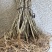 新品重瓣木槿树苗盆栽地栽耐寒耐热大花浓香四季阳台庭院种植