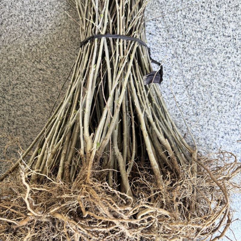 新品重瓣木槿树苗盆栽地栽耐寒耐热大花浓香四季阳台庭院种植