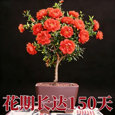 观花牡丹石榴树苗盆栽地栽耐寒耐热南方北方种植花卉绿植庭院