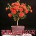 观花牡丹石榴树苗盆栽地栽耐寒耐热南方北方种植花卉绿植庭院