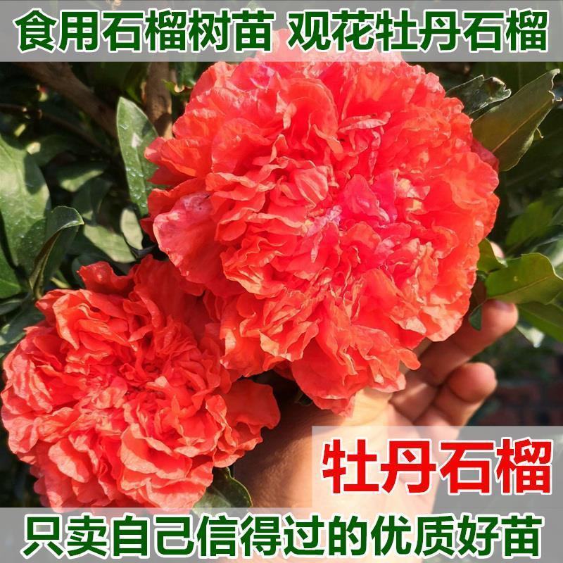 观花牡丹石榴树苗盆栽地栽耐寒耐热南方北方种植花卉绿植庭院