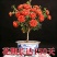 观花牡丹石榴树苗盆栽地栽耐寒耐热南方北方种植花卉绿植庭院