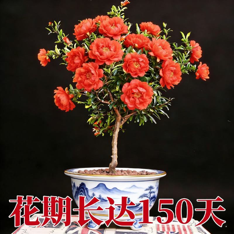 观花牡丹石榴树苗盆栽地栽耐寒耐热南方北方种植花卉绿植庭院