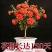 观花牡丹石榴树苗盆栽地栽耐寒耐热南方北方种植花卉绿植庭院