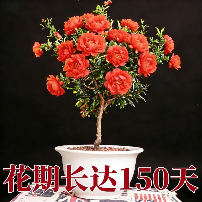 观花牡丹石榴树苗盆栽地栽耐寒耐热南方北方种植花卉绿植庭院