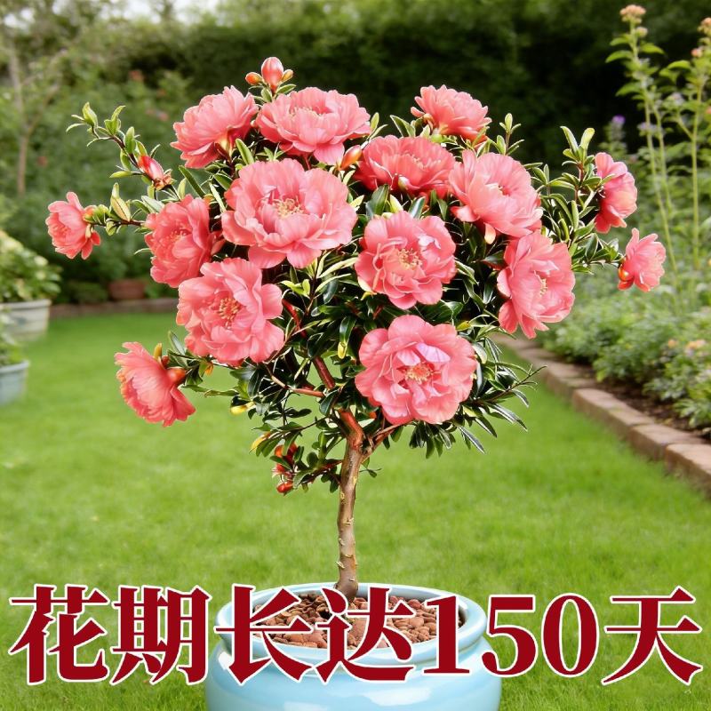 观花牡丹石榴树苗盆栽地栽耐寒耐热南方北方种植花卉绿植庭院