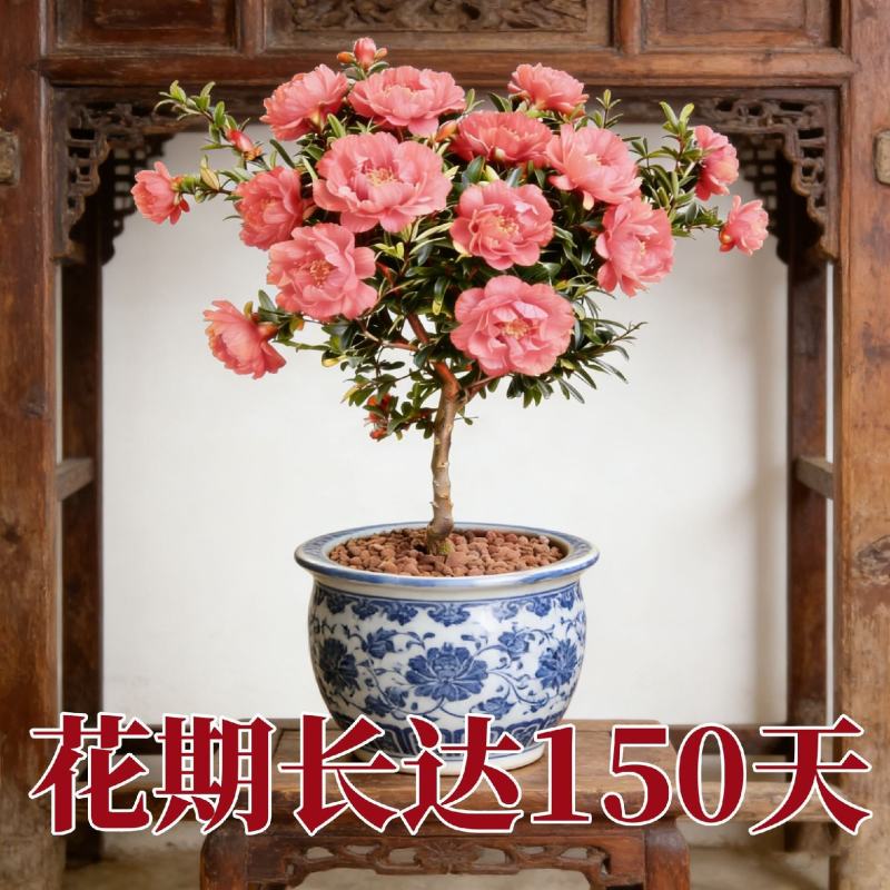 观花牡丹石榴树苗盆栽地栽耐寒耐热南方北方种植花卉绿植庭院