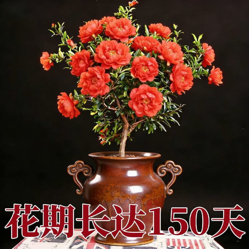 观花牡丹石榴树苗盆栽地栽耐寒耐热南方北方种植花卉绿植庭院