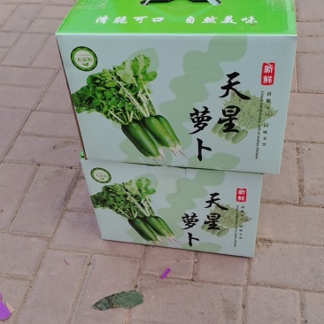 天津正宗沙窝萝卜天星02