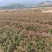 红心杉裸根苗基地直发量大从优价格美丽欢迎来电