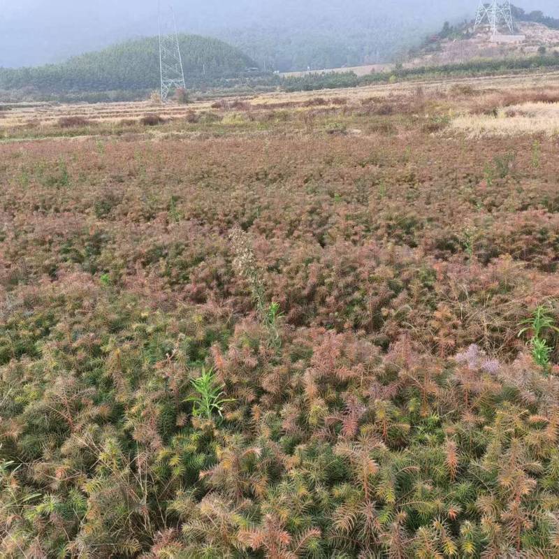 红心杉裸根苗基地直发量大从优价格美丽欢迎来电