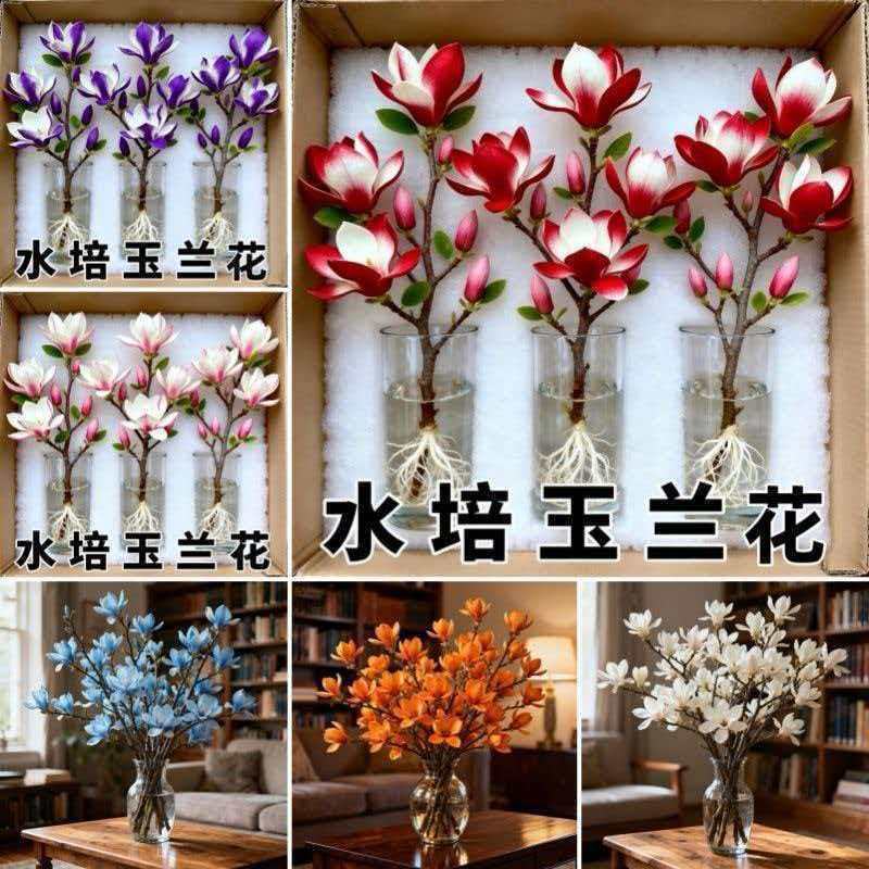 水培玉兰花耐寒鲜枝浓香型枝带室内耐寒花卉绿植招财