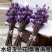 水培玉兰花耐寒鲜枝浓香型枝带室内耐寒花卉绿植招财
