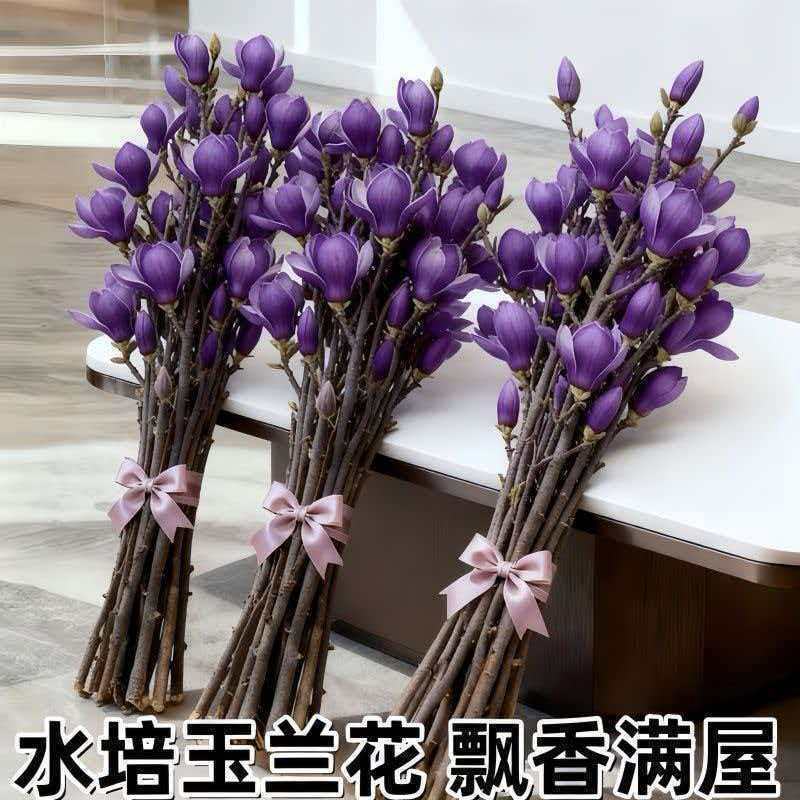 水培玉兰花耐寒鲜枝浓香型枝带室内耐寒花卉绿植招财